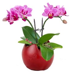 RedCalimero - Kırmızı Saksıda Orkide