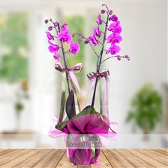 DoubleFusia - 2 Dallı Orkide Çiçeği