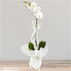 WhitePure - Beyaz Orkide Çiçeği